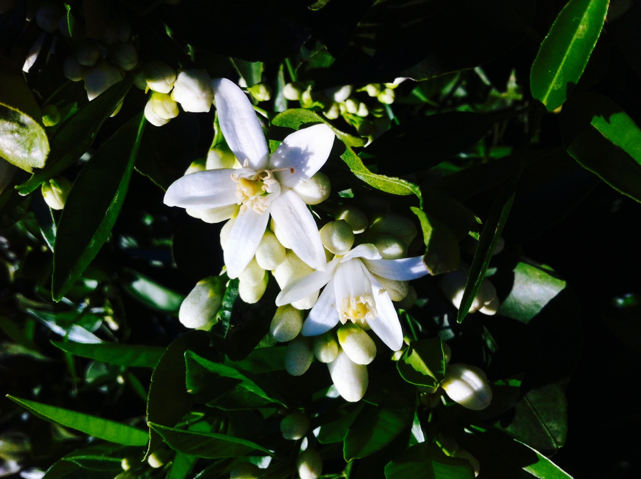 image 0 02 05 542ada62a4c0c2f1c8c3890dca23c1dd738d5f707201997f0c6c50cb3fa8069a V