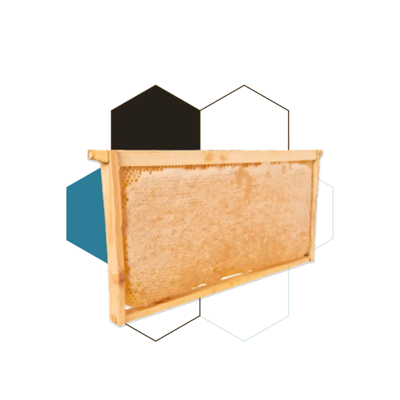 honey comb